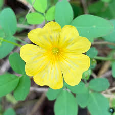 Image result for Oxalis pes-caprae