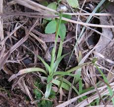 Image result for Eriocaulon truncatum