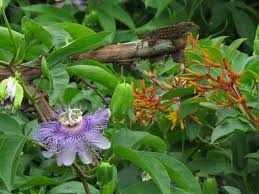Passion fruit leaves contain fiber, vitamin a, vitamin c, and niacin. Gardening 101 Passionflower Gardenista