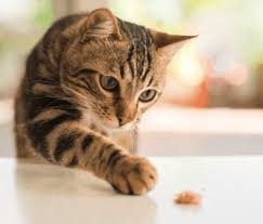 Scarlett, a heroic mother cat. 100 Best Norse Cat Names Female And Male Pawsome Kitty