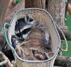 Sleep Tight Cute Animals Pet Raccoon Cute Raccoon