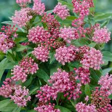 Pin On Gardening