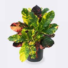 Image result for Croton