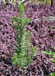 Image result for Gnidia