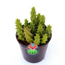 Image result for Duvalia polita