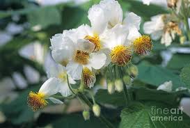 Image result for Sparrmannia