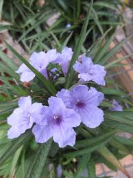 Image result for Ruellia cordata