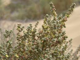 Image result for Suaeda vermiculata