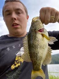 What is this fish species?