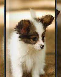 Download Foto Hewan Lucu Dan Imut Wallpaper Anjing Lucu Dan Imut For Android Apk Download Kumpulan Gambar Hewan Peliharaa Hewan Lucu Hewan Gambar Anjing