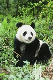 Giant Panda Photographic Print Art Com In 2020 Giant Panda Panda Giant Panda Bear