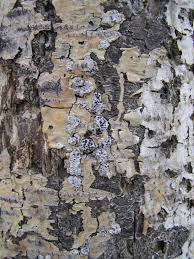 Image result for Hypoxylon multiforme