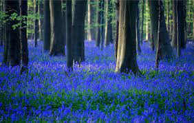 Fiore blu violetto in 5 lettere. La Foresta Violetta Che Rapisce Occhi E Cuore Tutta La Bellezza Di Hallerbos Radio Monte Carlo