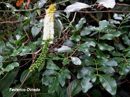 Image result for Entada gigas