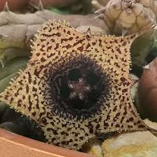 Image result for Huernia volkartii