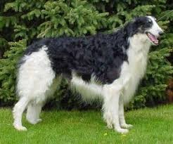 Russian wolfhound puppies for sale from reputable dog breeders. Black And White Borzoi In Show Stance Borzoi Dog Dog Breeds Borzoi