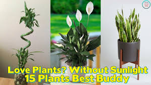 During the winter, mist the plants frequently to help prevent the leaf tips from turning brown. 17 Best Bathroom Plants How To Use And Choose Low Light No Light