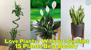 Thinking of downsizing to a smaller home but worry that there won't be enough room or sunlight to grow your vegetables and herbs? 17 Best Bathroom Plants How To Use And Choose Low Light No Light