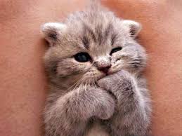 Caes E Gatos Mais Fofos Do Mundo Os 20 Filhotinhos De Gatos Mais Fofos De Todos Filhotes De Gatos Gatinhos Fofos Gatos
