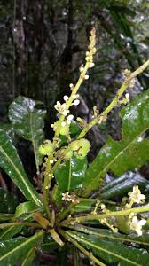 Image result for Argomuellera