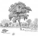 Image result for Philenoptera wankieënsis