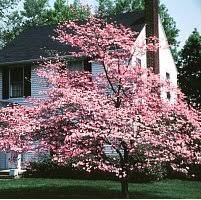 Dogwood trees are noted for their prolific spring flower displays and ornamental form, making them ideal candidates to use as a focal point in the landscape. Pink Flowering Dogwood Tree 2 Year Old Buy Online In Latvia At Latvia Desertcart Com Productid 191674191