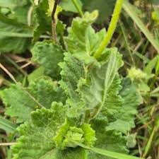 Image result for Crassocephalum vitellinum