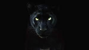 With chadwick boseman, michael b. The Real Black Panther Short 2020 Imdb