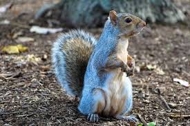 Maybe you would like to learn more about one of these? Ardilla Sus Caracteristicas Habitos Y Cuidados Cumbre Pueblos