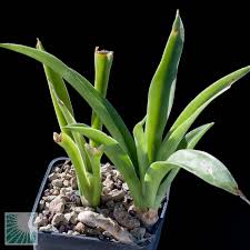 Image result for Sansevieria dooneri