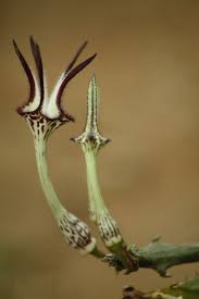 Image result for Ceropegia mirabilis