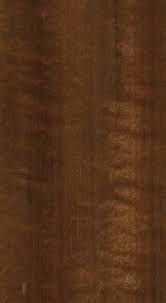 Image result for Tessmannia anomala