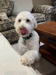 Kelpie Ears and Listening Habits Discussion