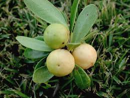 Image result for Elaeodendron