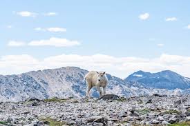 Grand lake connects with shadow mountain lake via a canal, and just down the road is lake we also have visitor guides available in states highlighted in blue below. 15 Jaw Dropping Hikes In Breckenridge Colorado For All Levels