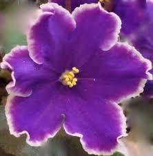 They are planted in they come in white, lavender, and deep purple. Purple Flower With White Edges Yellow Center African Violets Violet Flower Roses Are Red Violets Are Blue