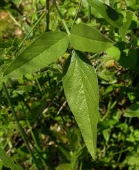 Image result for Psoralea arborea