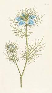 Nigella Damascena Garden Fennel Flower Botanical Art Botanical Drawings Botanical Prints