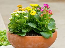 Can You Plant Kalanchoe Outdoors Kalanchoe Succulentopedia Succulents Cactiandsucculents Succulent Succulen Succulent Outdoor Plants Succulent Gardening
