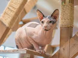 Down (or down's) syndrome (trisomy 21) is one of the most common genetic diseases. Warum Es Keine Katze Mit Down Syndrom Geben Kann