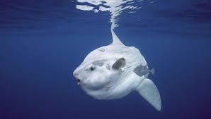 ويصل حجم لسان الحوت الأزرق إلى ما يساوي حجم فيل، أما حجم قلبه فيساوي حجم سيارة صغيرة. ØªØ¹Ø±Ù Ø¹Ù„Ù‰ Ø£ÙƒØ¨Ø± Ø­ÙŠÙˆØ§Ù†Ø§Øª ÙÙŠ Ø§Ù„Ø¹Ø§Ù„Ù… 3lafkra