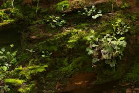 Image result for Actiniopteris dimorpha