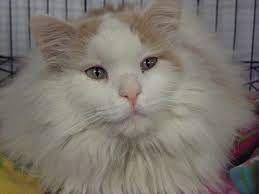 Maybe you would like to learn more about one of these? Safe Haven Animal Shelter Of Nw Iowa Home Facebook