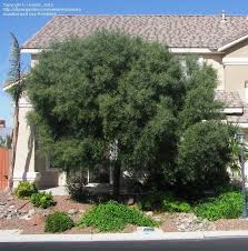 Image result for Searsia acuminatissima