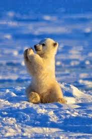 I Would Never Be Allowed To Own This Adorable Creature Kutup Ayisi Kutup Ayilari Hayvan