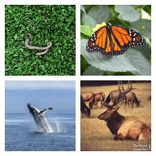 Animal Migration In Winter What Is Migration The Natural Homeschool Winter Animals Animals Animals Beautiful