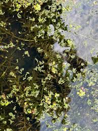Image result for Hydrilla