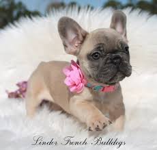 When you have found your maine french bulldog for sale, make sure you introduce it to your other pets right away. Bulldog Dogsofinstagram Dog Frenchie Dogs Bulldogsofinstagram Frenchbulldog Puppy Engl French Bulldog Puppies Bulldog Puppies For Sale Bulldog Puppies