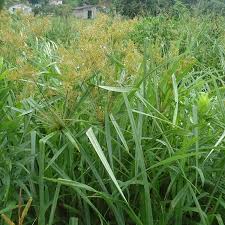 Image result for Cyperus distans