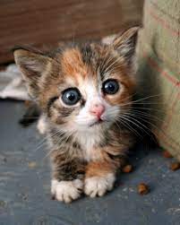 Kitten Cute Animals Baby Animals Kittens Cutest